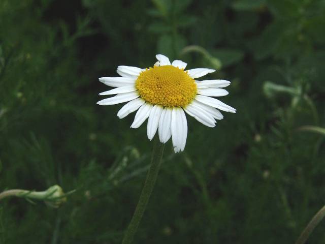 عکس گیاه دارویی بابونه رومی Anthemis nobilis 6